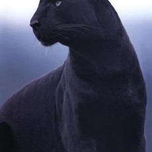 Meet your Posher, Daisy