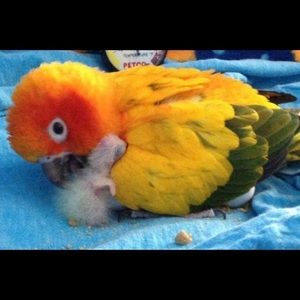 Meet your Posher, Susan