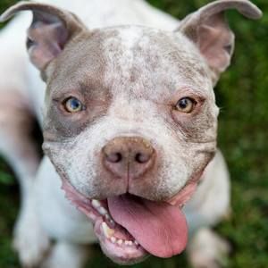 Meet your Posher, Pearl