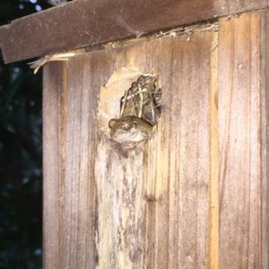 Meet your Posher, Debbie