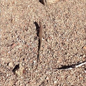 Meet your Posher, Bailey