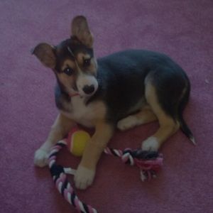 Jean shorts and pants