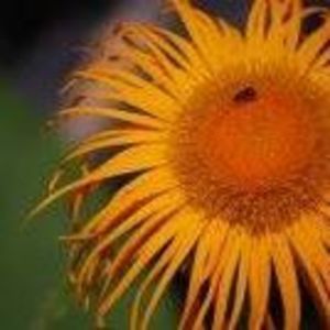 Meet your Posher, Meghan