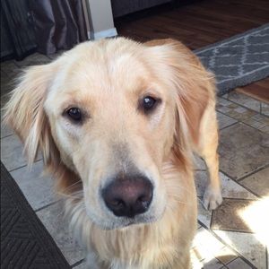 Meet your Posher, Cesar