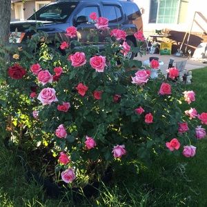 Meet your Posher, Hoang