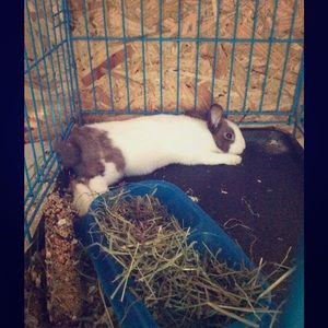 The angry bunny is ready to karate chop!