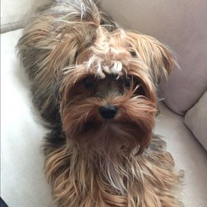 Meet your Posher, Coco