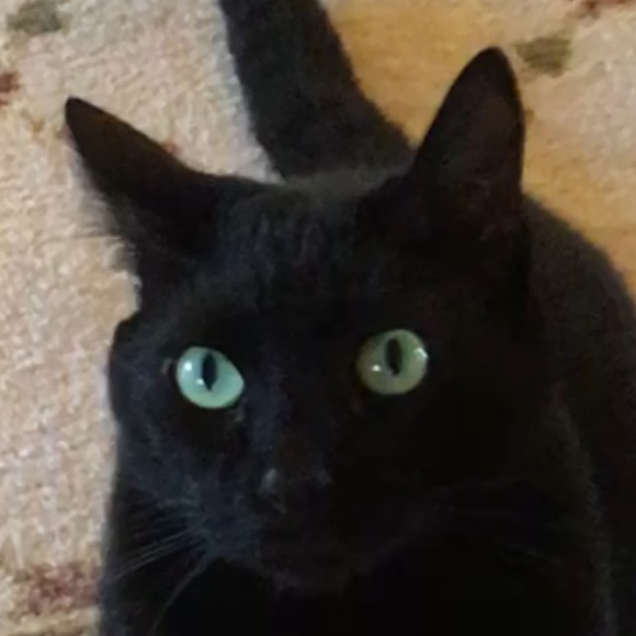 Meet your Posher, Tatum - Picture 1 of 1