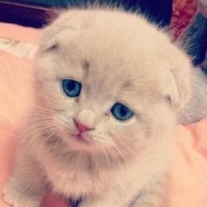 Meet your Posher, Yang