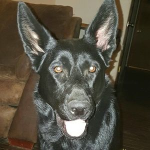 Meet your Posher, Priscilla