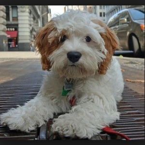 Meet your Posher, Kiley