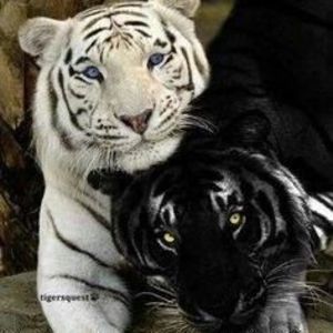 Meet your Posher, Jack