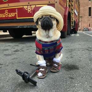 Meet your Posher, Renee