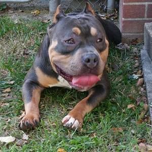 Meet your Posher, Antonio