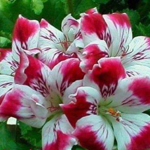 Meet your Posher, Sridevi