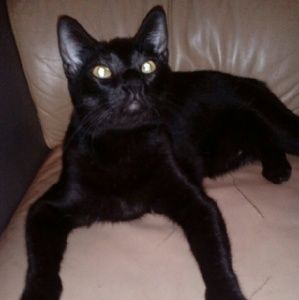 Meet your Posher, Amiya