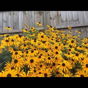 Meet your Posher, Maggie