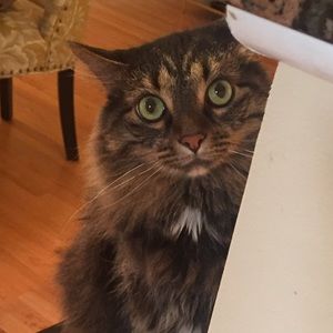 Meet your Posher, Hira