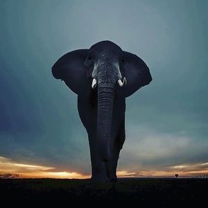 Meet your Posher, Carmella