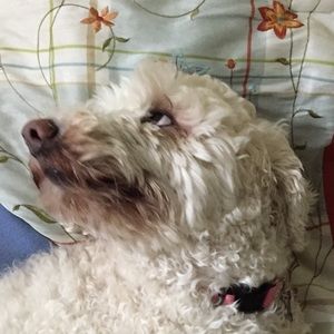 Meet your Posher, Griffin