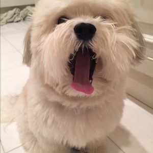 Meet your Posher, Toby