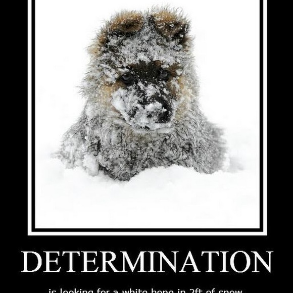 Meet your Posher, Alexa - Picture 1 of 1