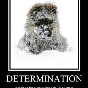 Meet your Posher, Alexa