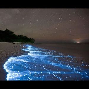 Meet your Posher, King