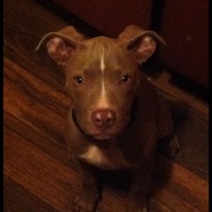 Meet your Posher, Napoleon