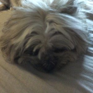 Meet your Posher, Wannie