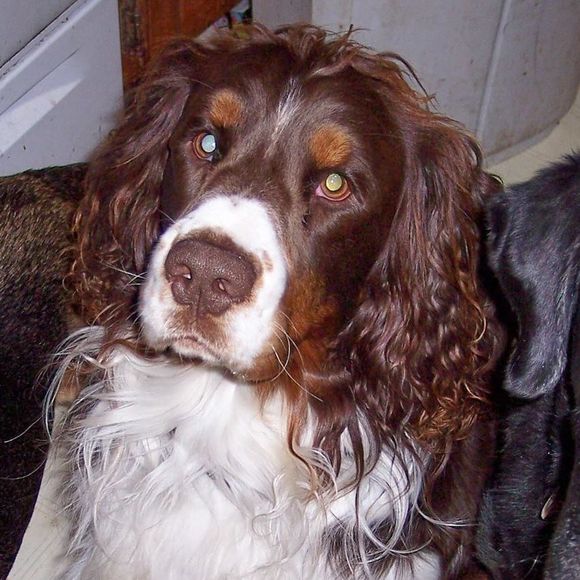 Meet your Posher, Frankie - Picture 1 of 1
