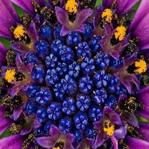 Meet your Posher, Faye