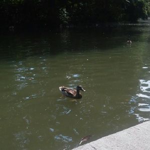 Meet your Posher, Bobbie