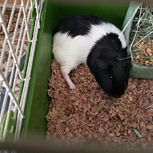 Meet your Posher, Phyllis