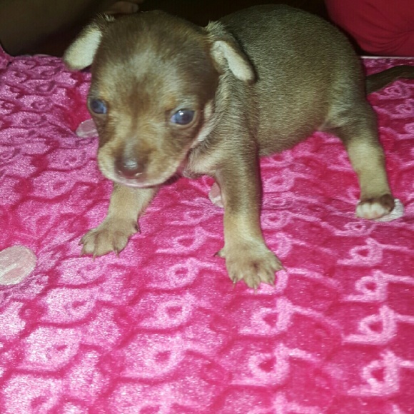 Meet your Posher, Idalia - Picture 1 of 1