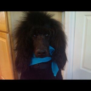 Meet your Posher, Marie