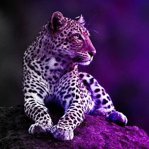 Meet your Posher, Sandra beth