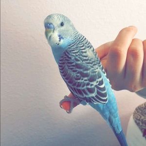 Meet your Posher, Rylee