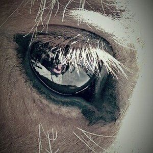 Meet your Posher, Christy