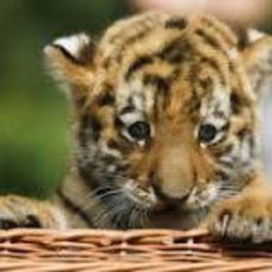 Meet your Posher, Karimah