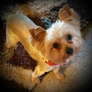 Meet your Posher, Christy