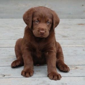 Meet your Posher, Elia