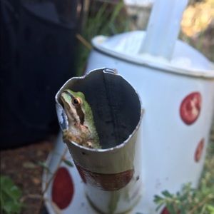 Meet your Posher, Lacey