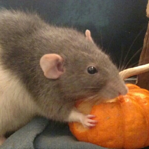 Welcome to my closet! - Picture 3 of 4