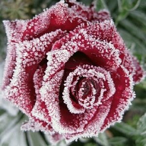 Meet your Posher, Hina