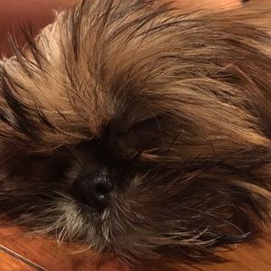 Meet your Posher, Aves