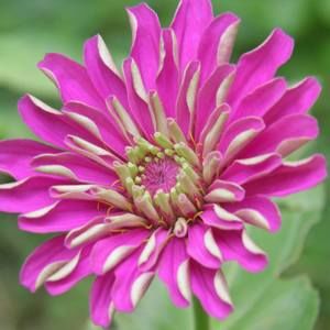 Meet your Posher, Joanne