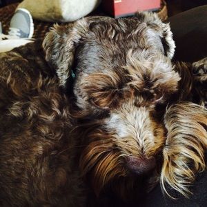 Meet your Posher, Tara