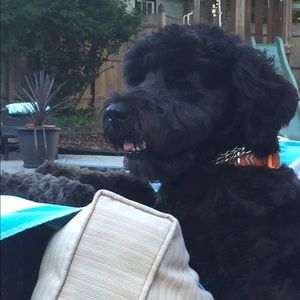 Meet your Posher, Molly