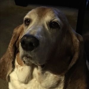 Meet your Posher, Rosanne